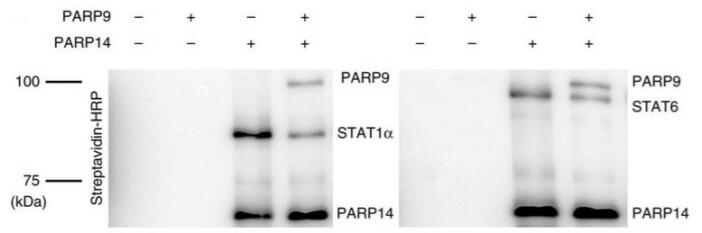 PARP9 inhibits the ADP-ribosylation of STAT1 alpha and STAT6 by PARP14 through protein ribosylation assay. PARP14 autoribosylation is also indicated. Biotin-labeled ribosylation of STAT1 alpha and STAT6 is detected by Western blot using streptavidin-HRP after SDS-PAGE.